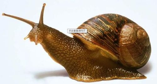 蜗牛壳和田螺壳的差别 