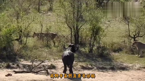 2头狮子追杀野牛,不料野牛突然发飙,镜头记录惨烈全程 