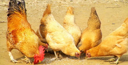鸡的寿命是多少年 为什么在农村公鸡的寿命比较长
