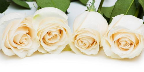 白玫瑰花代表什么意思 白玫瑰一般送什么人