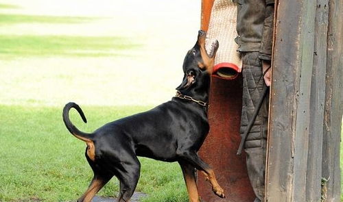 杜宾犬训练的时候需要注意哪些 以及对杜宾犬的了解