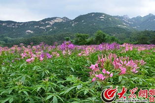 我的名字你来定 昆嵛山百亩花海名称开始征集