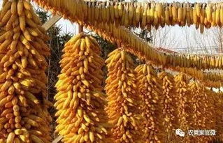 春节期间国内玉米行情回顾及短期关注 附最新价格