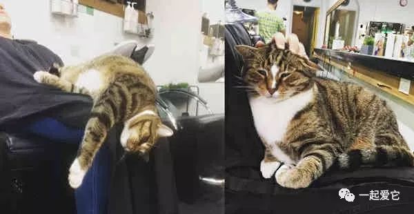 宠趣 在理发店里养猫是一种什么体验 