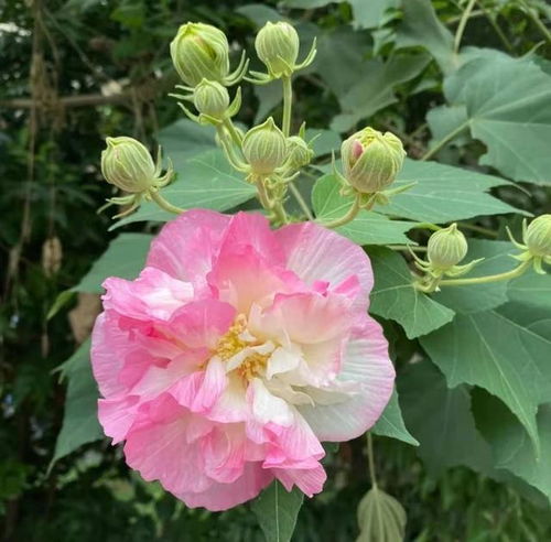 散步路过一树美丽的花,半醒半醉立风中,花色绝美