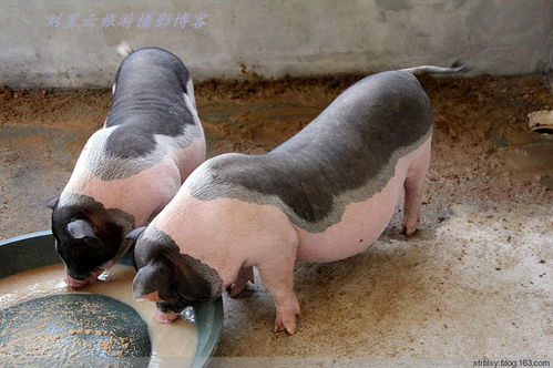 五脚猪 海南原始猪又名多情猪实拍 
