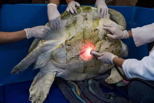 养了35年的乌龟突然死亡,医生切开肚子后,发现事情不简单