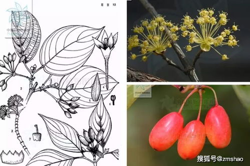 重阳节插的,是什么茱萸