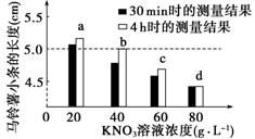 将一新鲜马铃薯块茎切成4根粗细相同且长为5.0 cm的小条,再将这4根马铃薯小条分别放在不同浓度的KNO3溶液中,分两次 浸入30分钟和4小时 测量每一根的长度,结果如图所示 