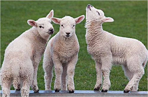 以下4天出生的属羊人,命是真的好 注定多财一生多福一生