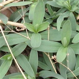 下完雨上山挖野菜,挖几棵回家自己种,不用买大棚野菜真新鲜