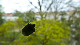 甲虫,玻璃,性质 