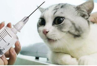 瑞士研制猫过敏疫苗 尽情撸猫再也不怕猫过敏 