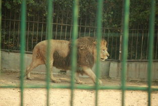北京八达岭野生动物园 猛兽篇