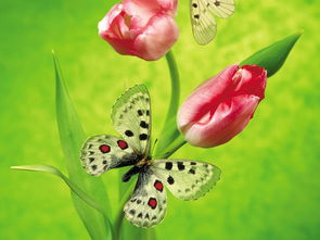 蝴蝶和鲜花昆虫花朵精美插图片