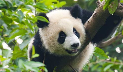 中国秦岭出现新 神兽 ,只有一只,身体颜色令熊猫羡慕不已