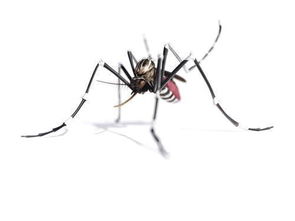存在即合理,那么蚊子的存在意义是什么 
