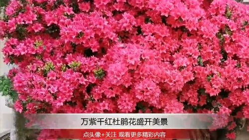 万紫千红杜鹃开花在几月？