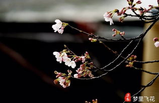 花开陌上，梦里芬芳