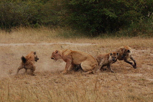 鬣狗经常抢夺狮子的猎物,为什么狮子不集中力量消灭所有的鬣狗