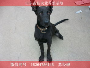 纯种墨界黑狼犬幼犬价格是多少 米粒分享网 Mi6fx Com