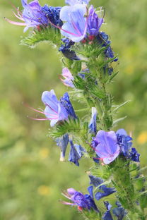 蓝色,blueweed,bugloss,echium,鲜花,中药,毒蛇,植物 