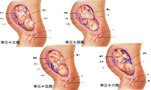 胎儿发育过程图片(胎儿的生长发育过程及特点是什么)