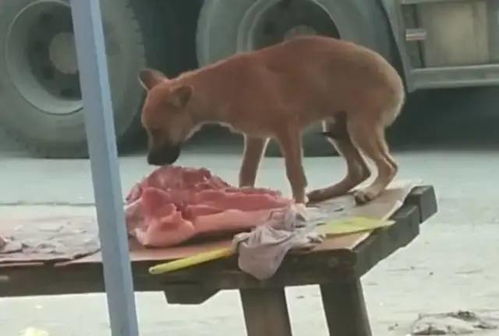 肉铺老板看到狗狗在偷肉吃,竟然不闻不问,原因让旁人感动了