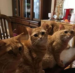 网友同时养五只橘猫,我想知道他怎么没被吃穷 