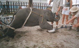 马戏团是如何训练大象的 震惊 