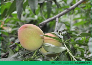 冬桃是什么季节的水果,河北的桃子是几月份的水果？