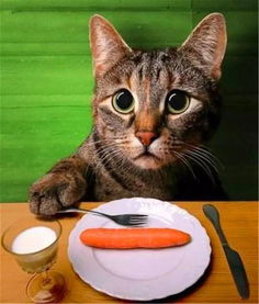 猫咪冬季疾病多,注意饮食上的四点要求,营养猫饭需主人亲手做