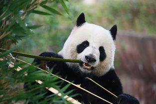 熊猫保护工作收益率达923 文化价值为69亿美元
