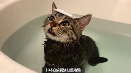 这只猫洗澡也太听话了,猫猫 你给我小鱼干就行 
