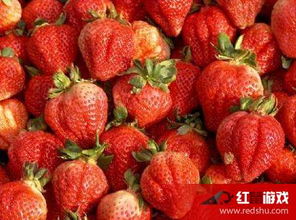 摘草莓的季节？摘草莓的季节是几月份