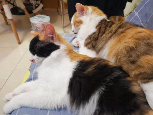 三只成年猫咪寻领养 