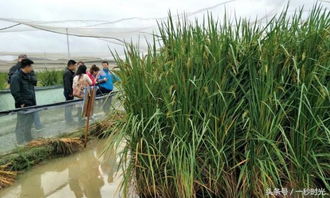 中国培育出巨型水稻,高达2.2米,稻下可乘凉,农民收入翻几翻 