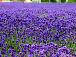喜欢紫色与蓝色的花的人有什么花适合 