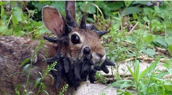 农村大哥野外发现头部长满 鹿角 的兔子,网友 传说中的鹿角兔 
