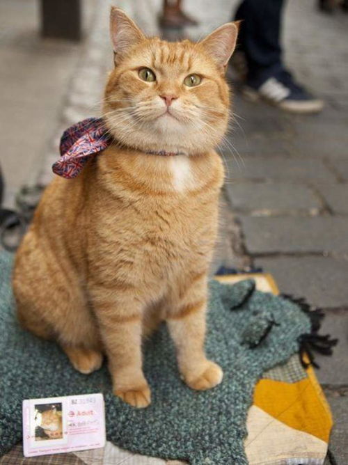 流浪猫鲍勃去世 这只全世界最有名的橘猫,改变了曾经流浪又吸毒的他