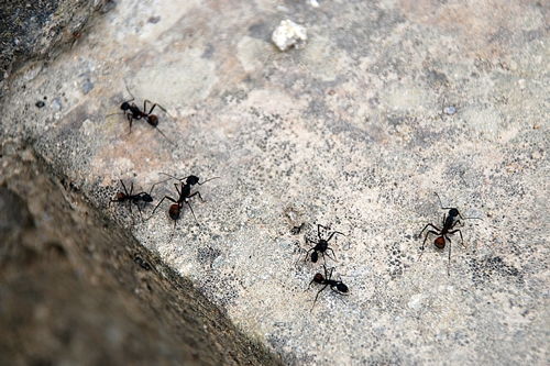 梦见炕上有很多蚂蚁洞是什么意思 大鱼解梦网 