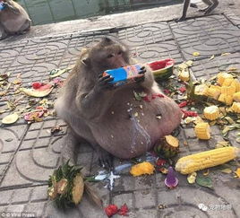 泰国有只贪吃猴王 27kg重的牠被迫减肥续命