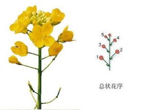 油菜花是什么花序类型属于总状花序,油菜花的别称？