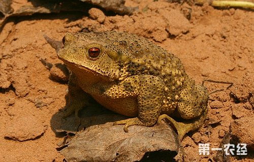 蟾蜍养殖100个问专家解答 上