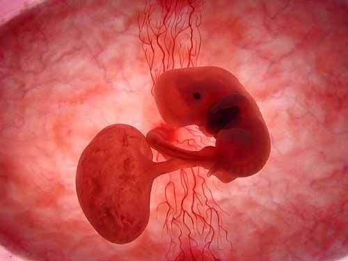 胚胎的发育简介