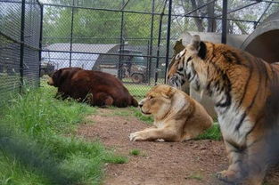 毒枭为了看动物互相残杀把狮子 老虎 熊关在一起养,结果太意外