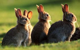 瑞典把兔子当燃料 时代 评出09年世界十大奇闻轶事 