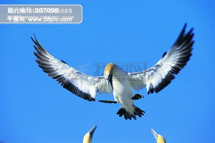 大自然 鸟 种类 品种 飞行动物 候鸟 广告素材大辞典高清图片免费下载 jpg格式 3000像素 编号307099 千图网 