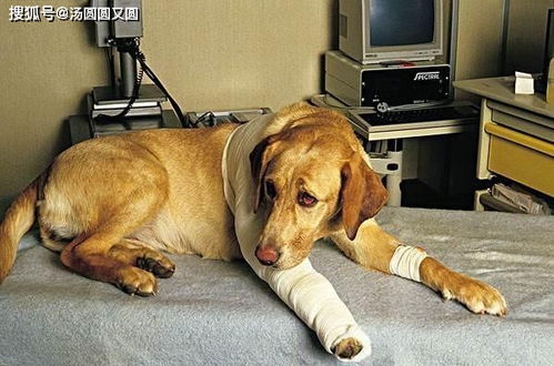 狗狗身上有伤口 需不需要上药粉