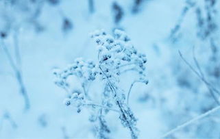 漠河,那久违的梦,雪中的童话世界,有我还有他,太浪漫 